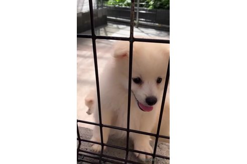 成約済の福島県のミックス犬-347784の3枚目